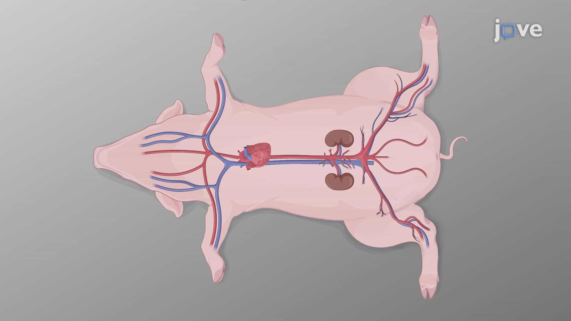 An Ultrasound-Guided Vascular Access Procedure in an Anesthetized Pig