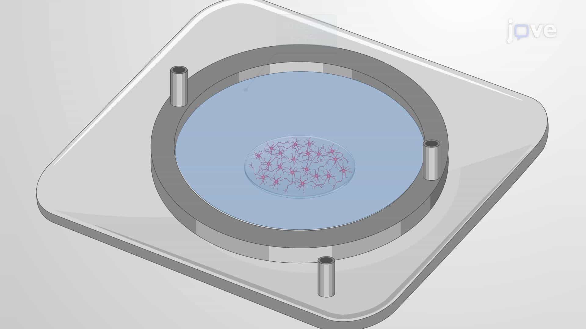 Imaging the Mitochondrial Redox State in Primary Neurons Using a Ratiometric Indicator