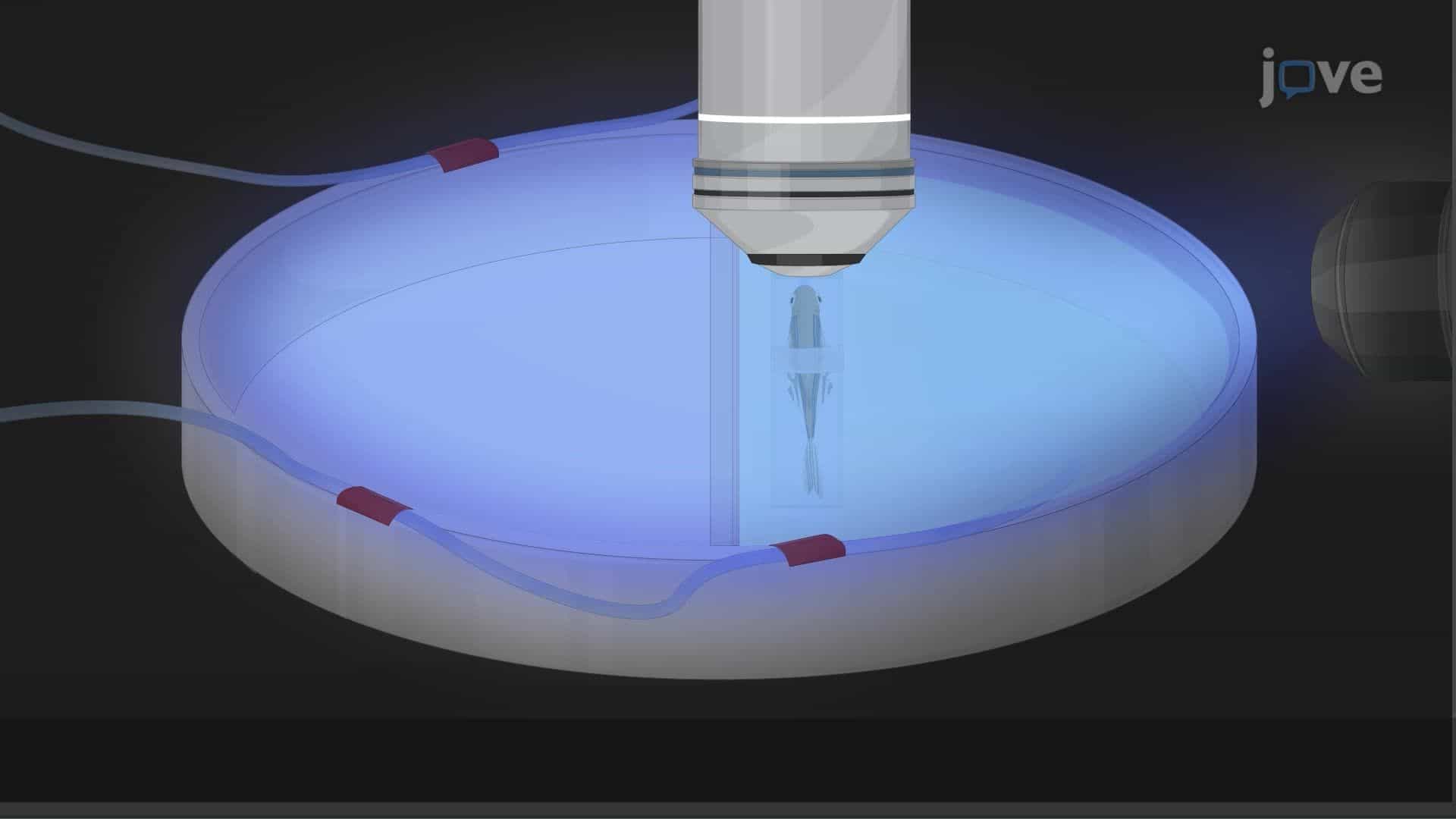 Deep-Tissue Imaging of a Zebrafish Brain Using a Three-Photon Fluorescence Microscope