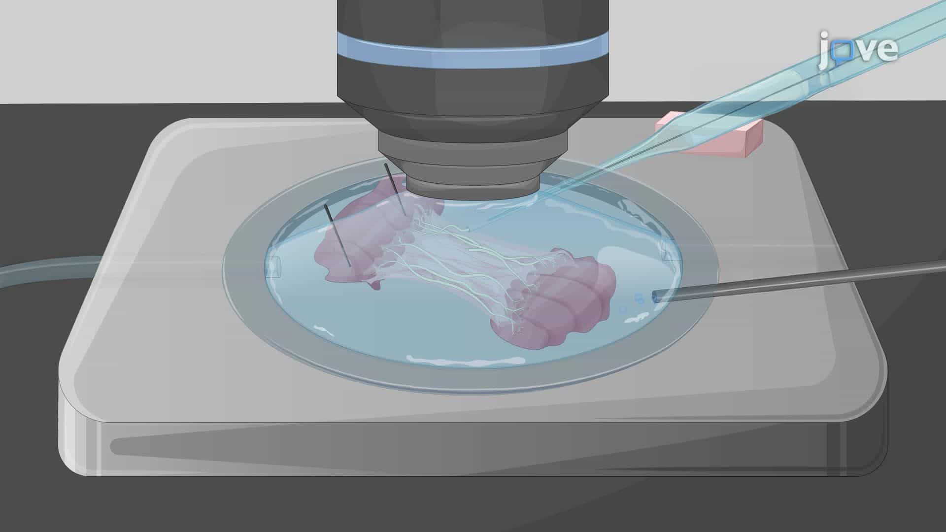 Imaging Fast Calcium Transients in Mouse Nerve Endings Using Confocal Microscopy