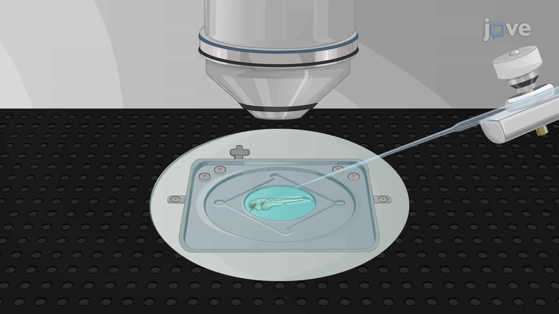 Imaging Calcium Dynamics in Lateral-Line Hair Cells of Larval Zebrafish