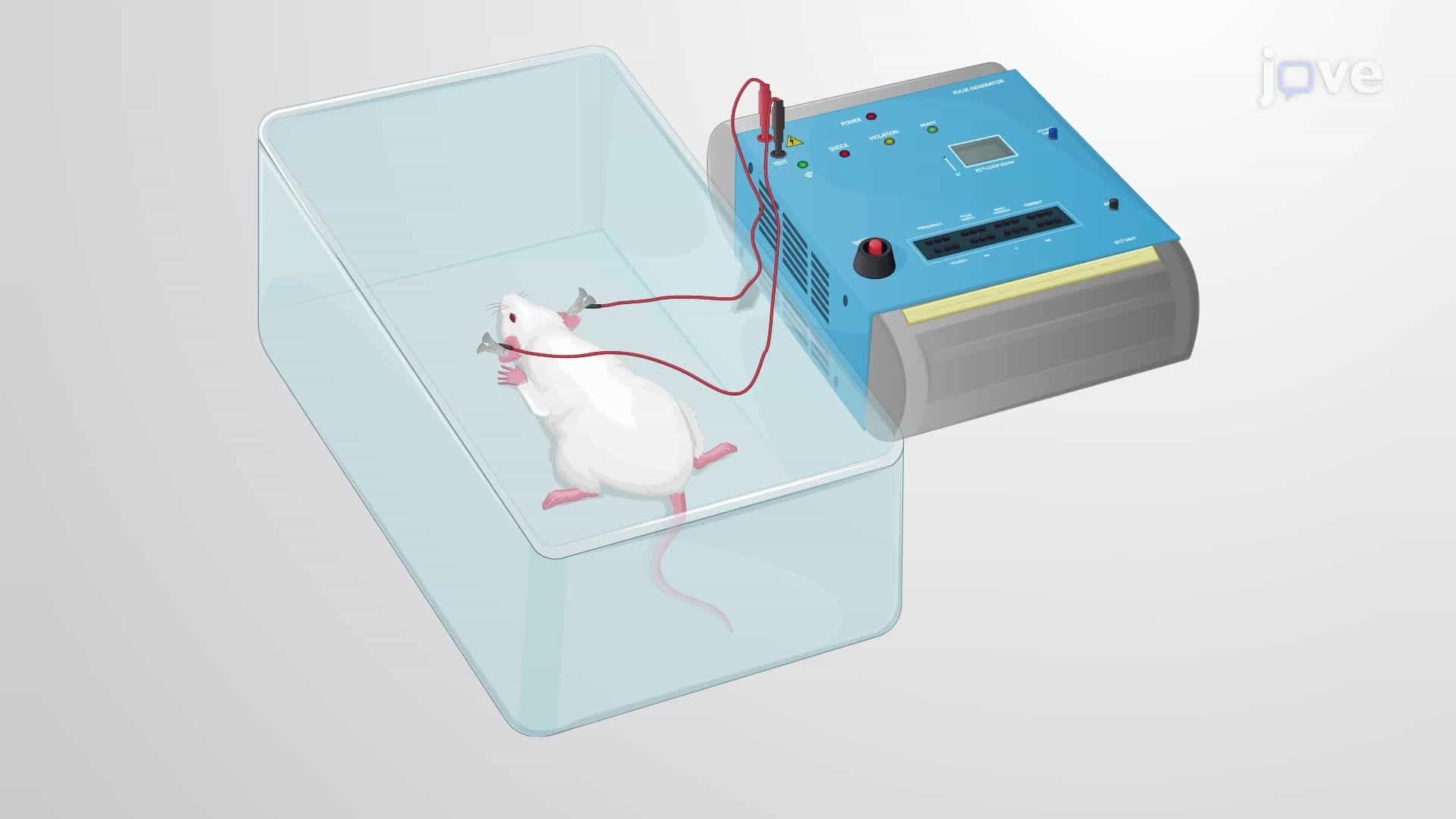Inducing an Acute Electroconvulsive Seizure in a Rat Model