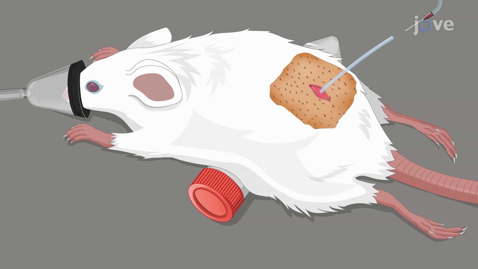 Intrathecal Delivery of a Test Compound to the Rat Central Nervous System