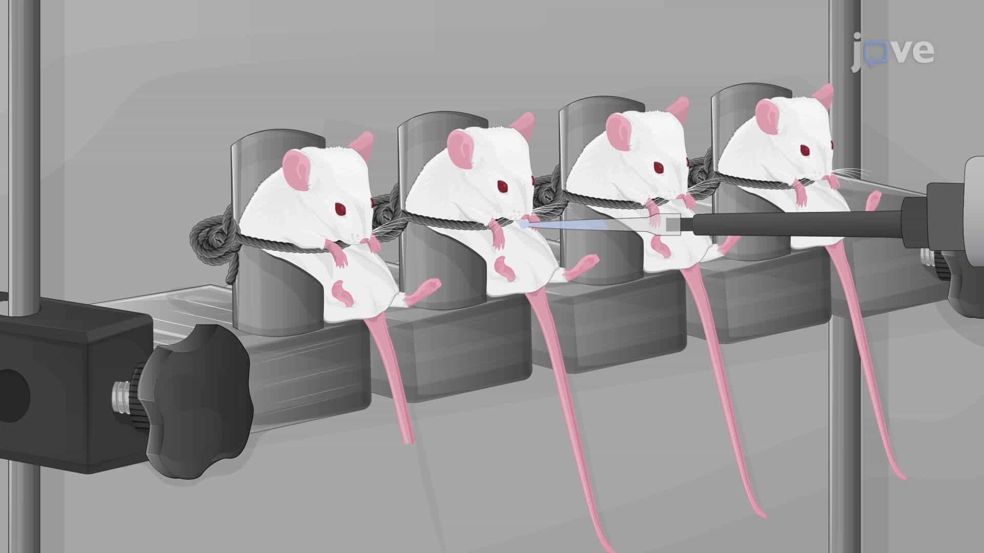 Intranasal Delivery of siRNA to the Mouse Brain Using a Positioning Device
