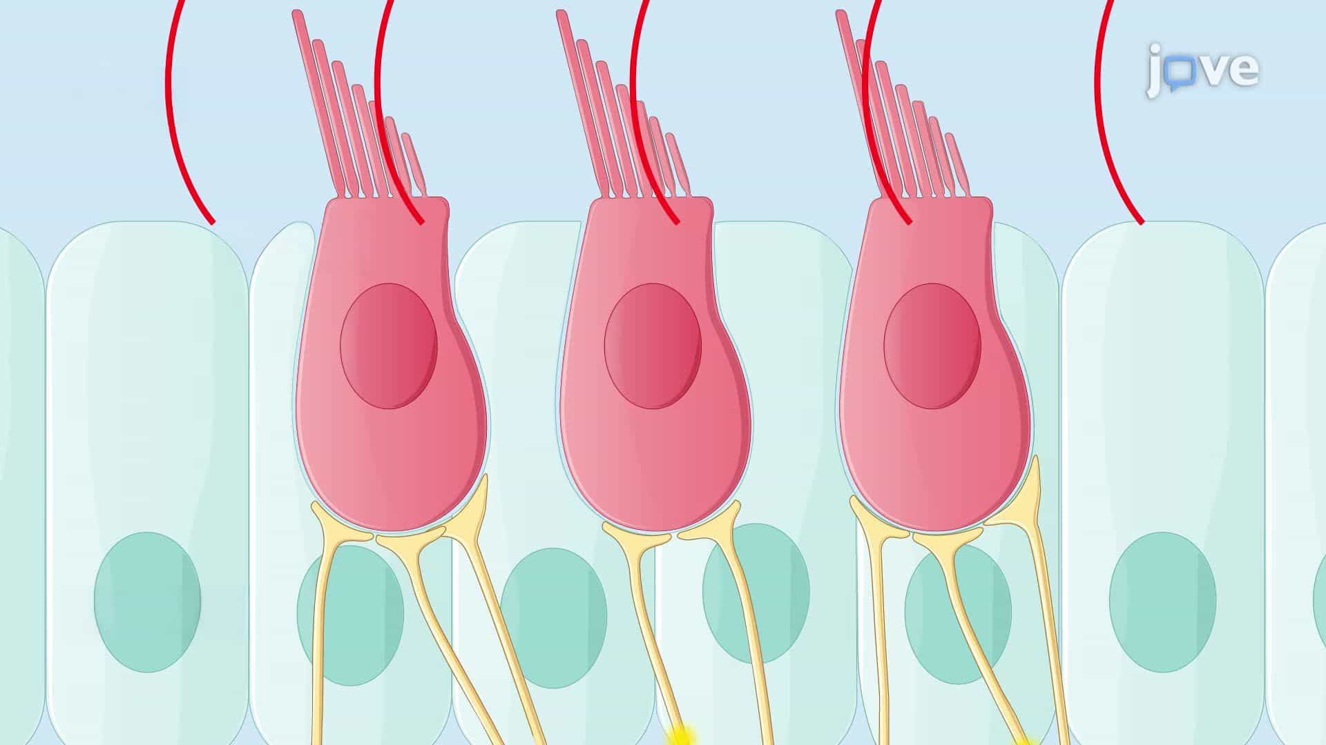 Viral Vector-Based Gene Therapy for Hearing Restoration in a Mouse Model