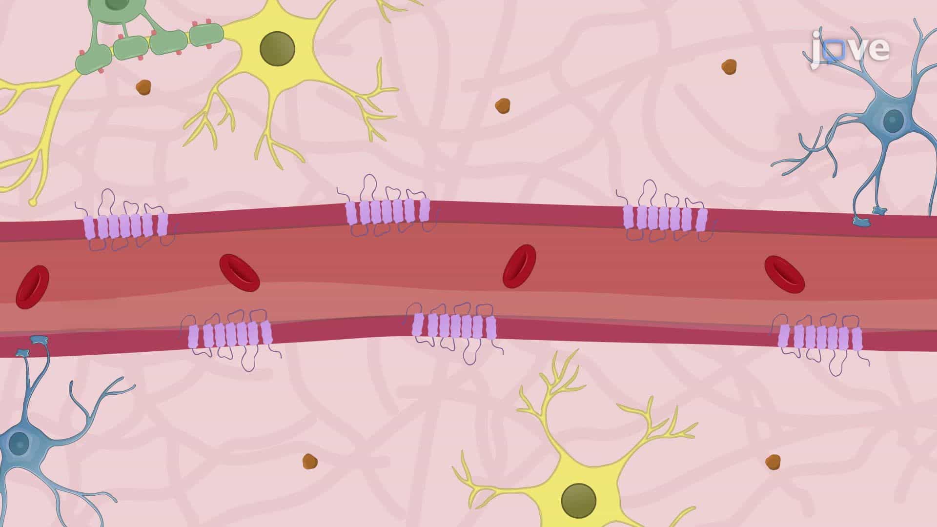 Intravenous Delivery of Receptor Blockers to Reduce Brain Edema in a Mouse Model