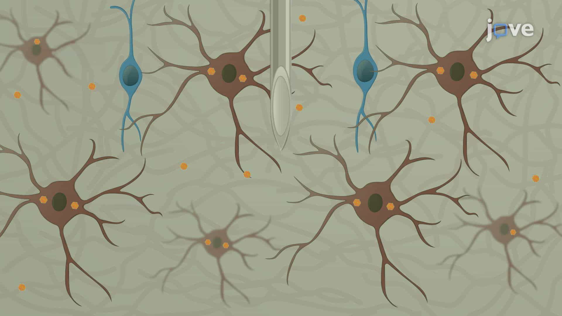 Stereotactic Microinjection of a Viral Vector for Gene Manipulation in a Mouse Pup Striatum