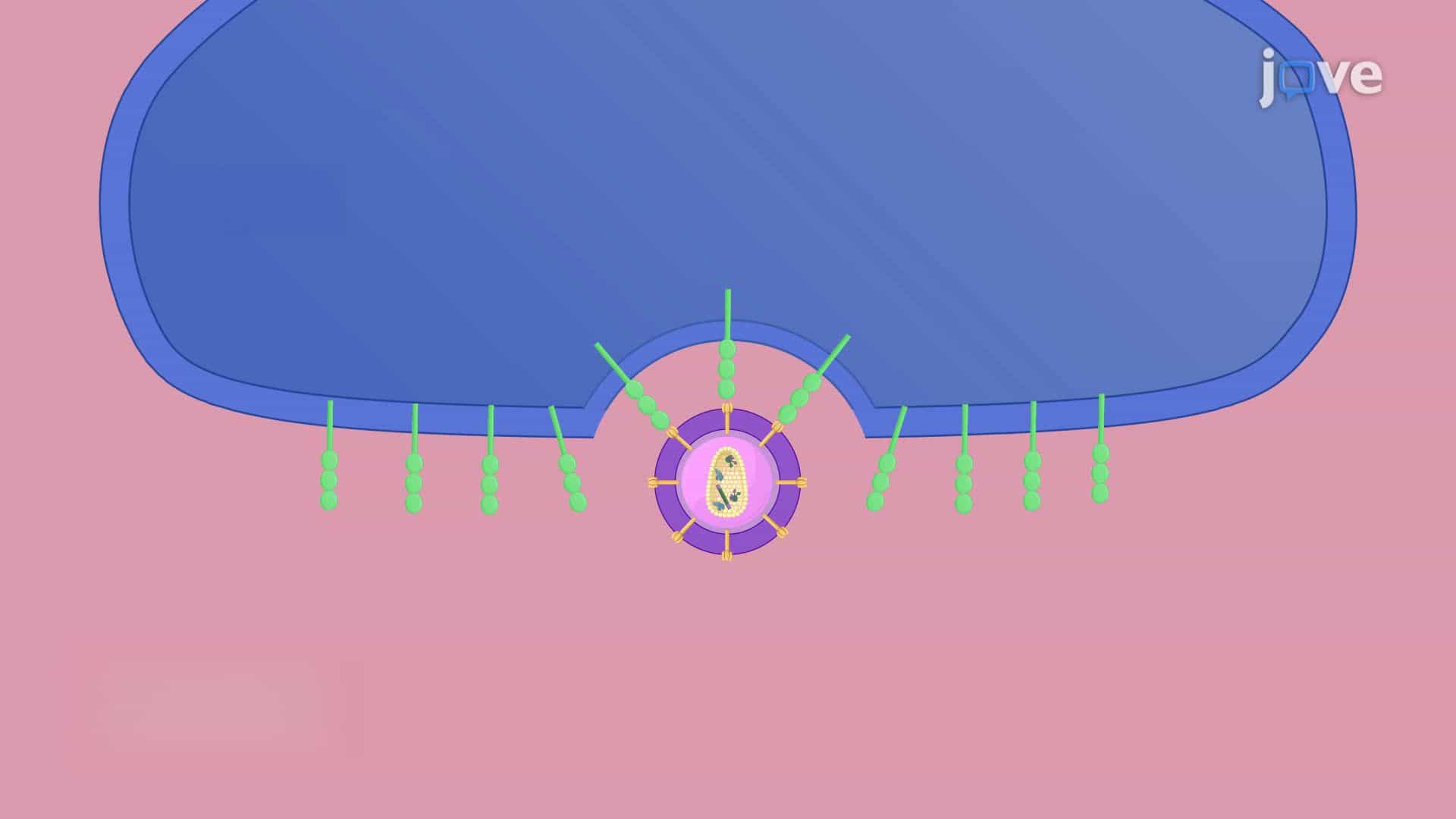 A Viral Vector Injection into the Rat Spinal Cord for Retrograde Neuronal Tracing