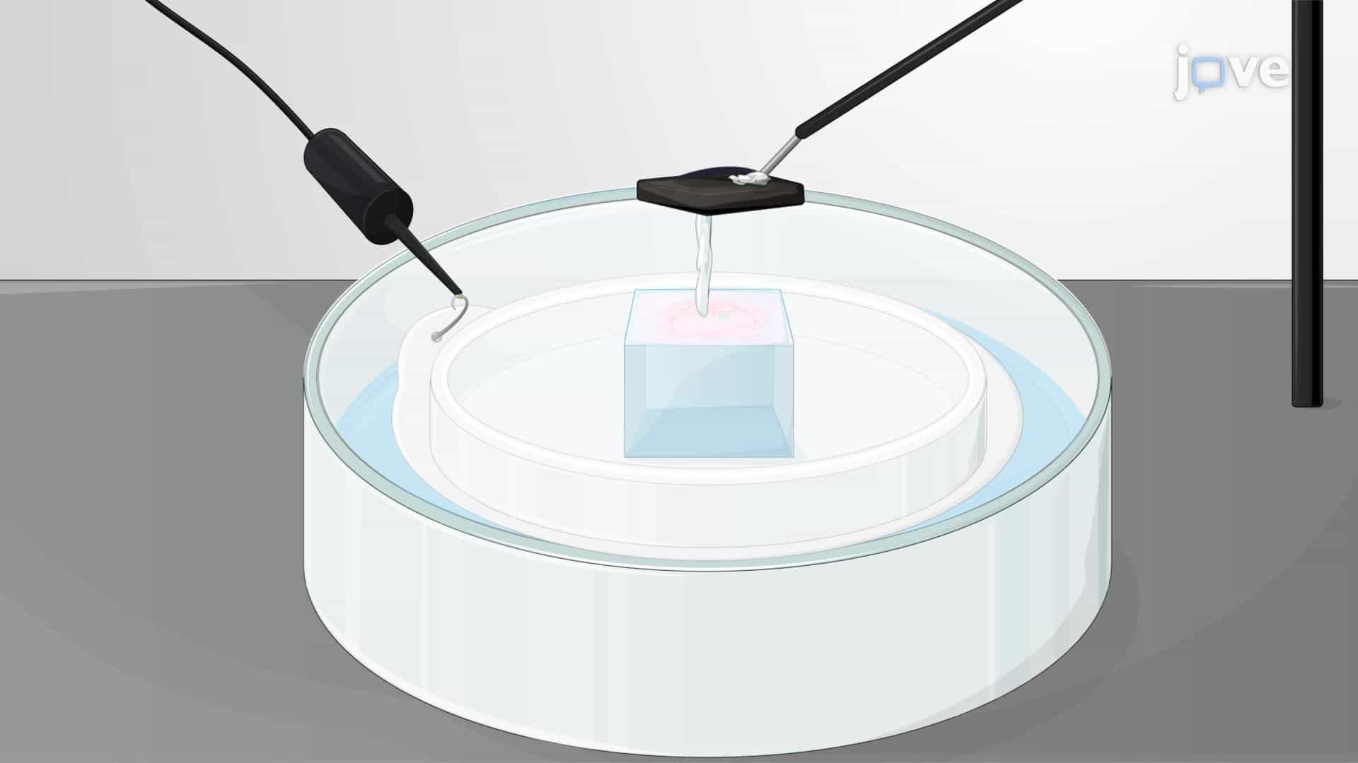 Agarose-Embedded Electroporation-Assisted Gene Transfer in Mouse Cortical Interneuron Progenitors