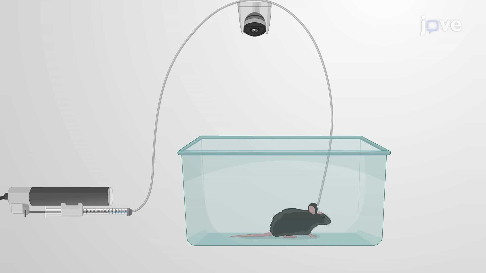 Intracranial Injection of Gut-Derived Microbial Metabolites in a Mouse Model
