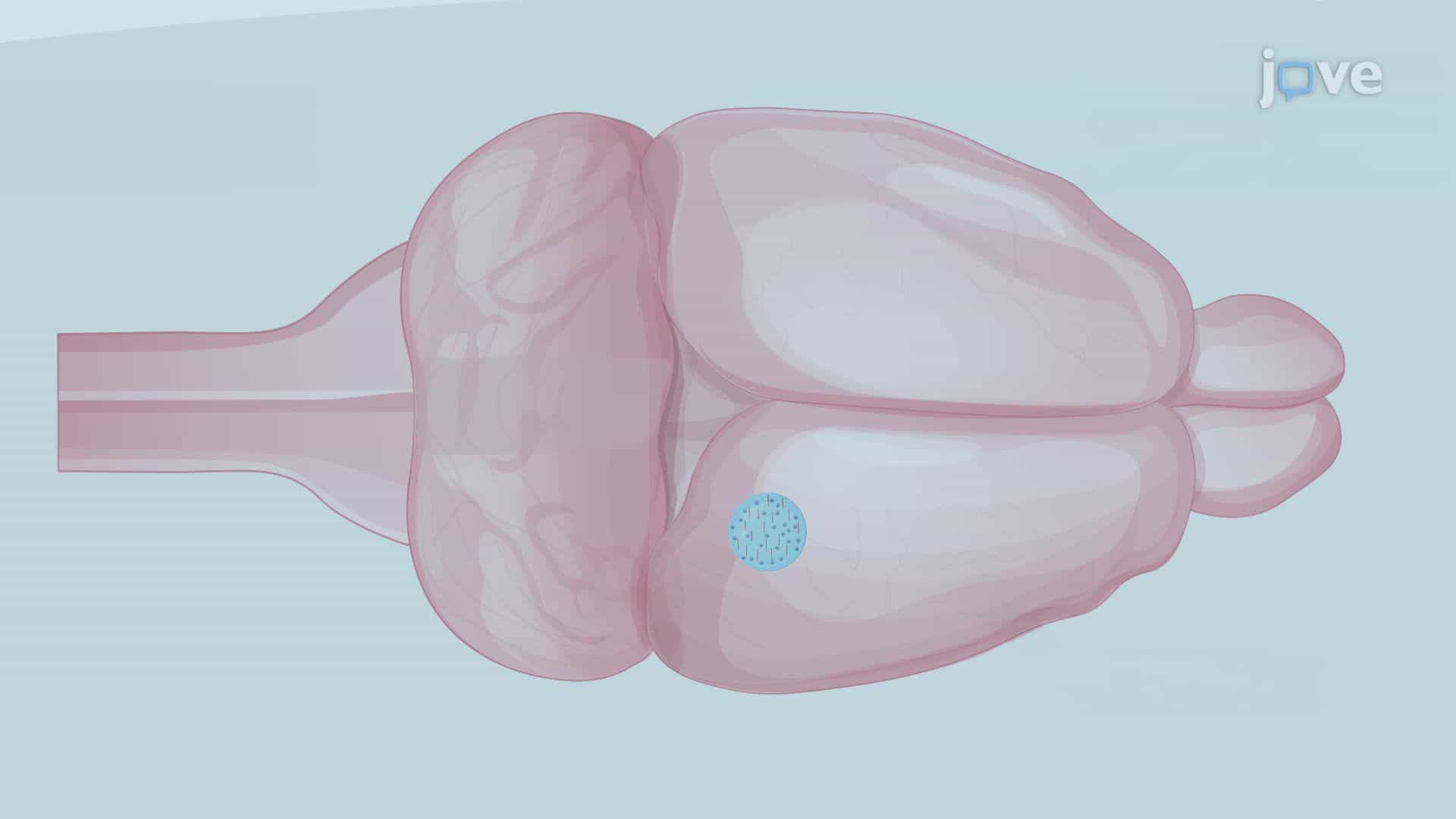 Magnetic Millirobots for Region-Specific Drug Delivery in the Rat Central Nervous System