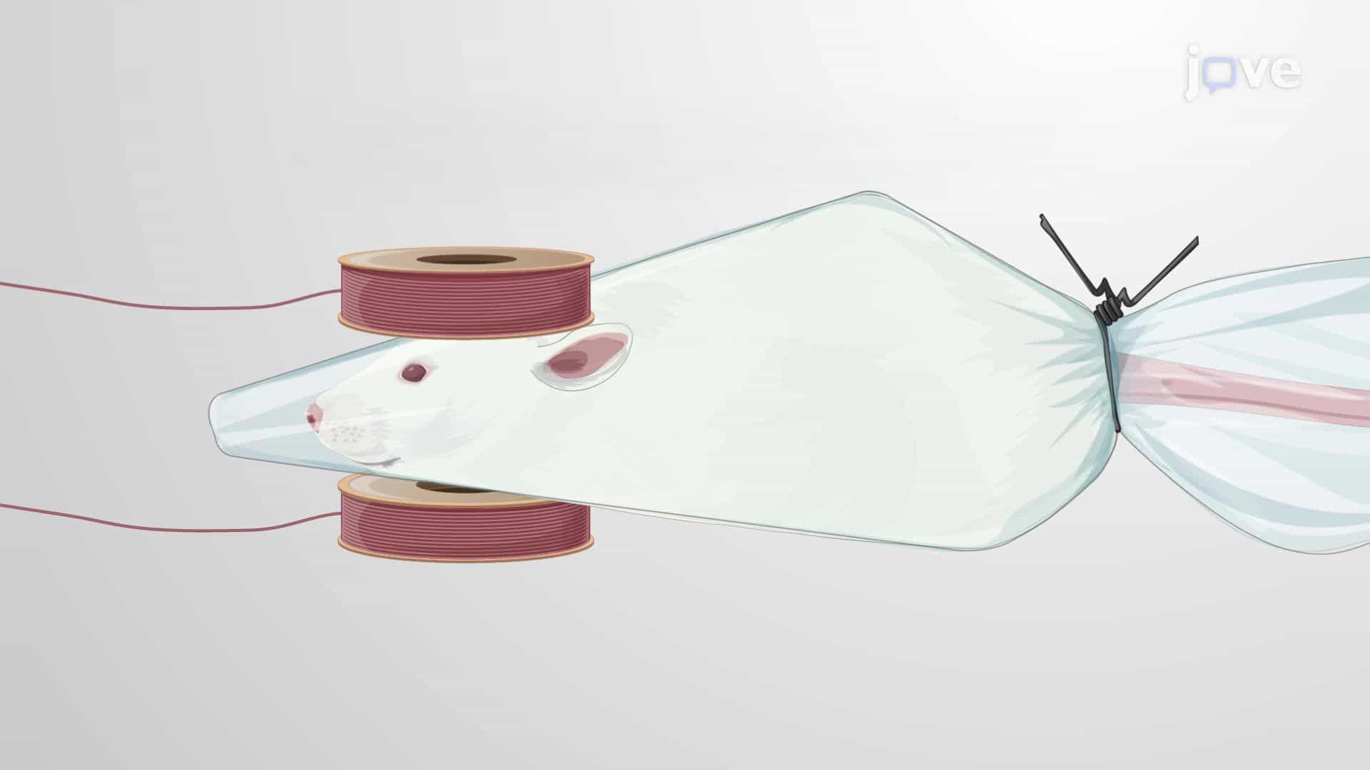 Theta-Burst Repetitive Transcranial Magnetic Stimulation to Promote Stroke Recovery in Rats