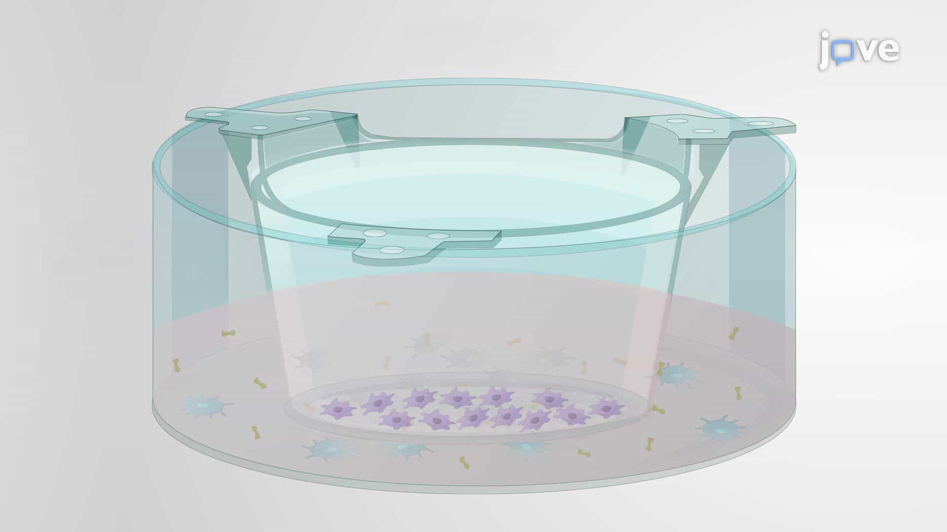 Synergistic Photobiomodulation with a Dual-Wavelength Laser in an In Vitro Disease Model