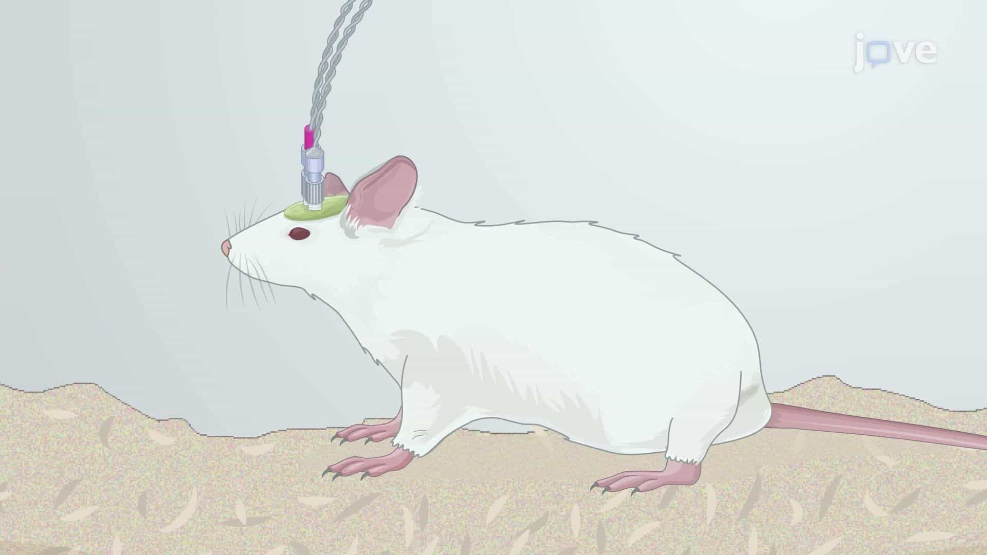 Assessing Metabolic Neuromodulation Induced by Acute Deep Brain Stimulation in Rats Using In Vivo FDG-PET