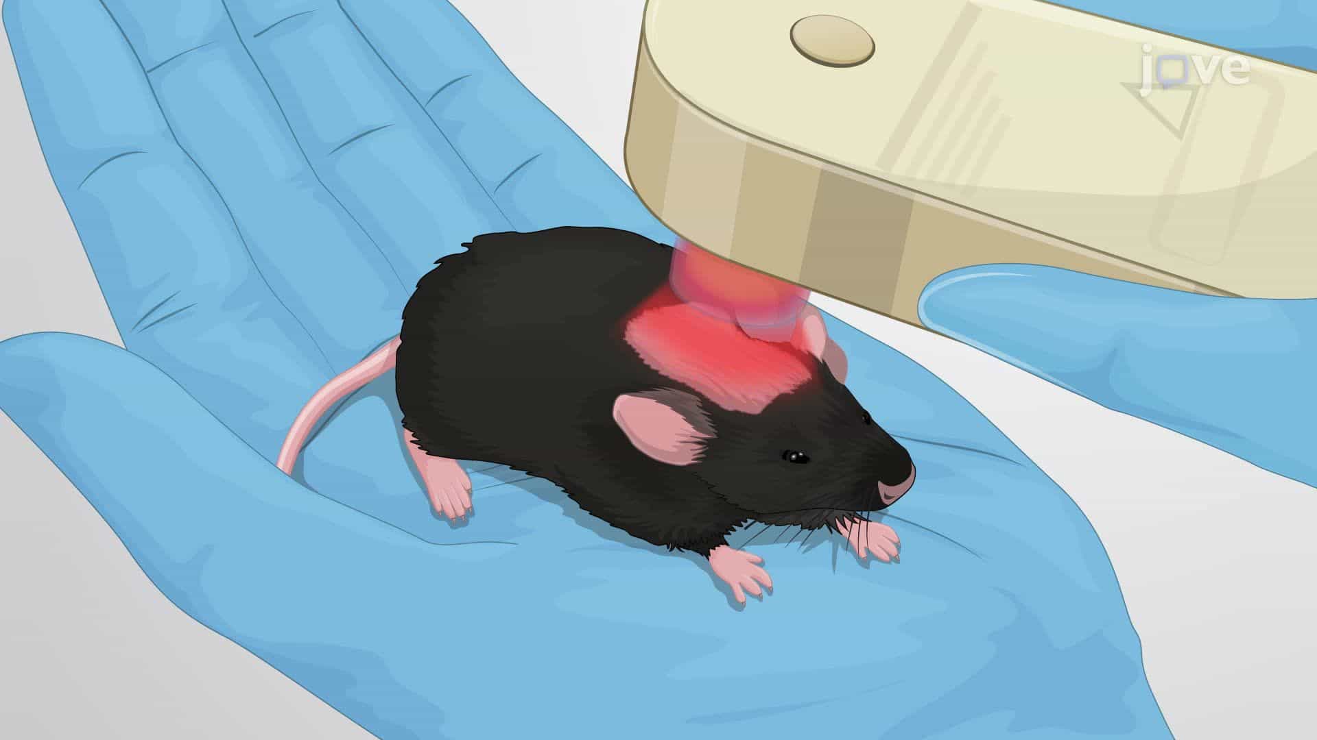 Modulating Sensory Neuronal Signaling in a Mouse Model Using Near Infrared Light