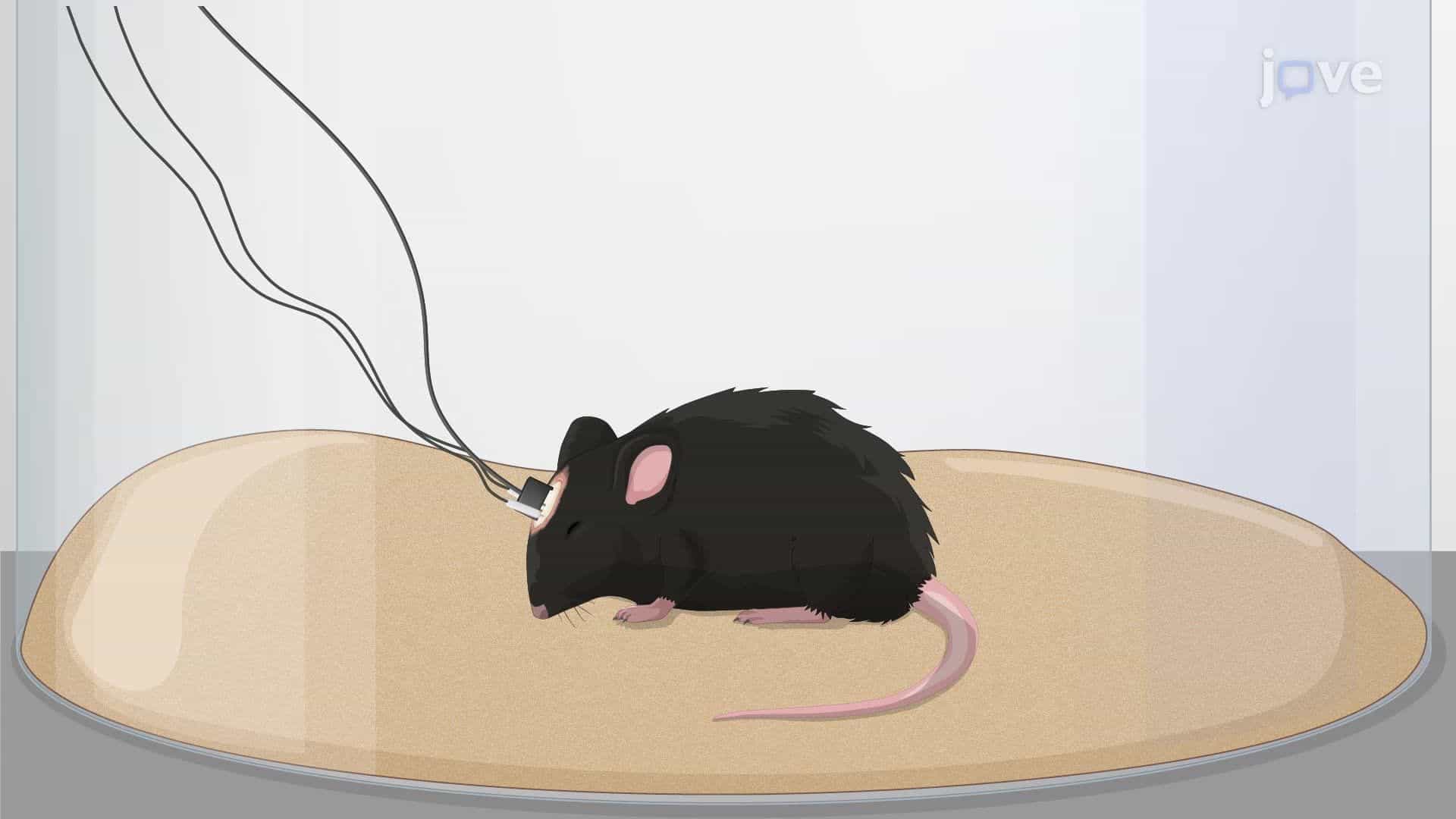Optogenetic Manipulation of Neural Circuits for the Sleep-to-Wakefulness Transition in Mice