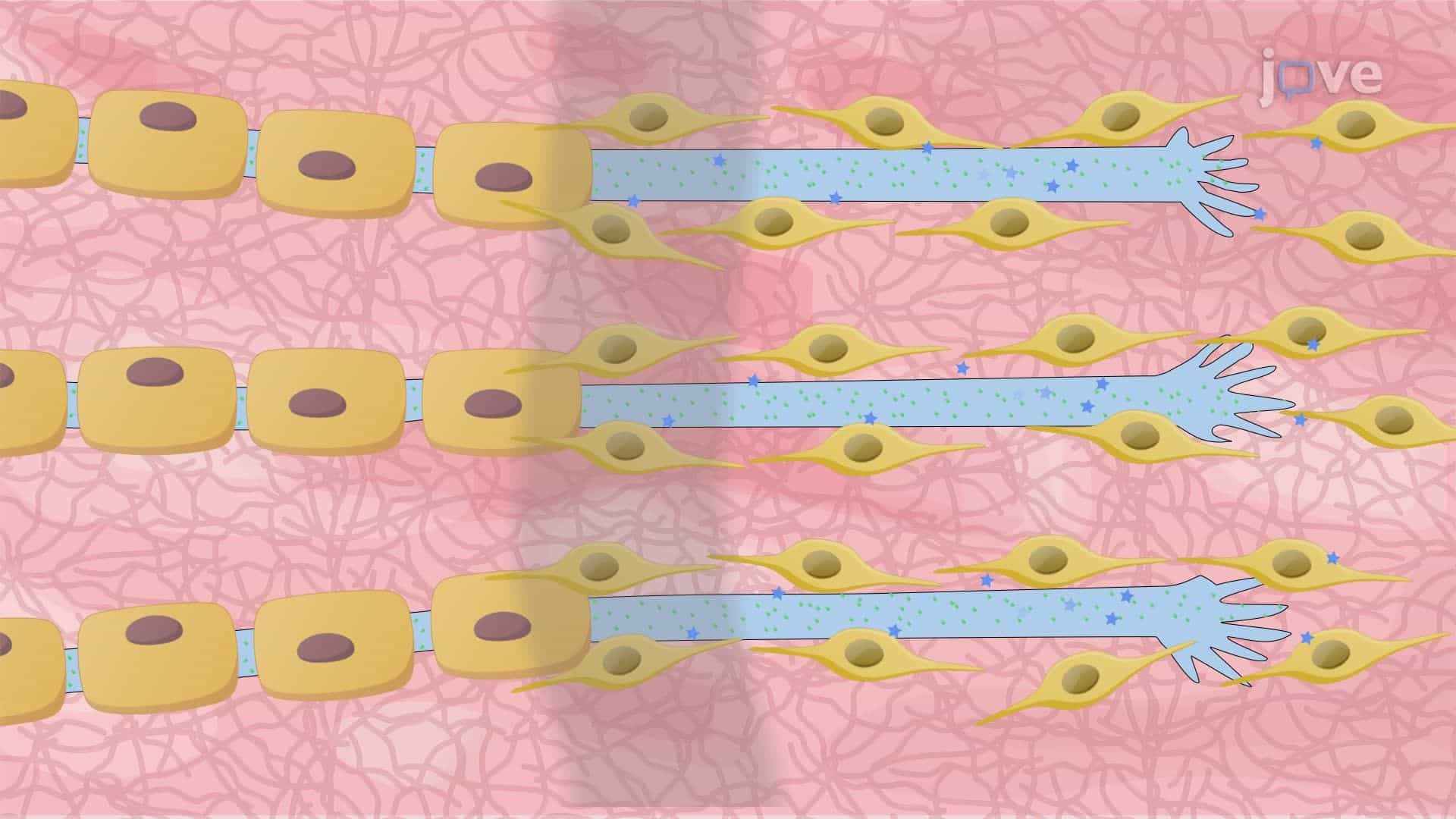 Axonal Regeneration in the Sciatic Nerve of a Mouse Following a Crush Injury