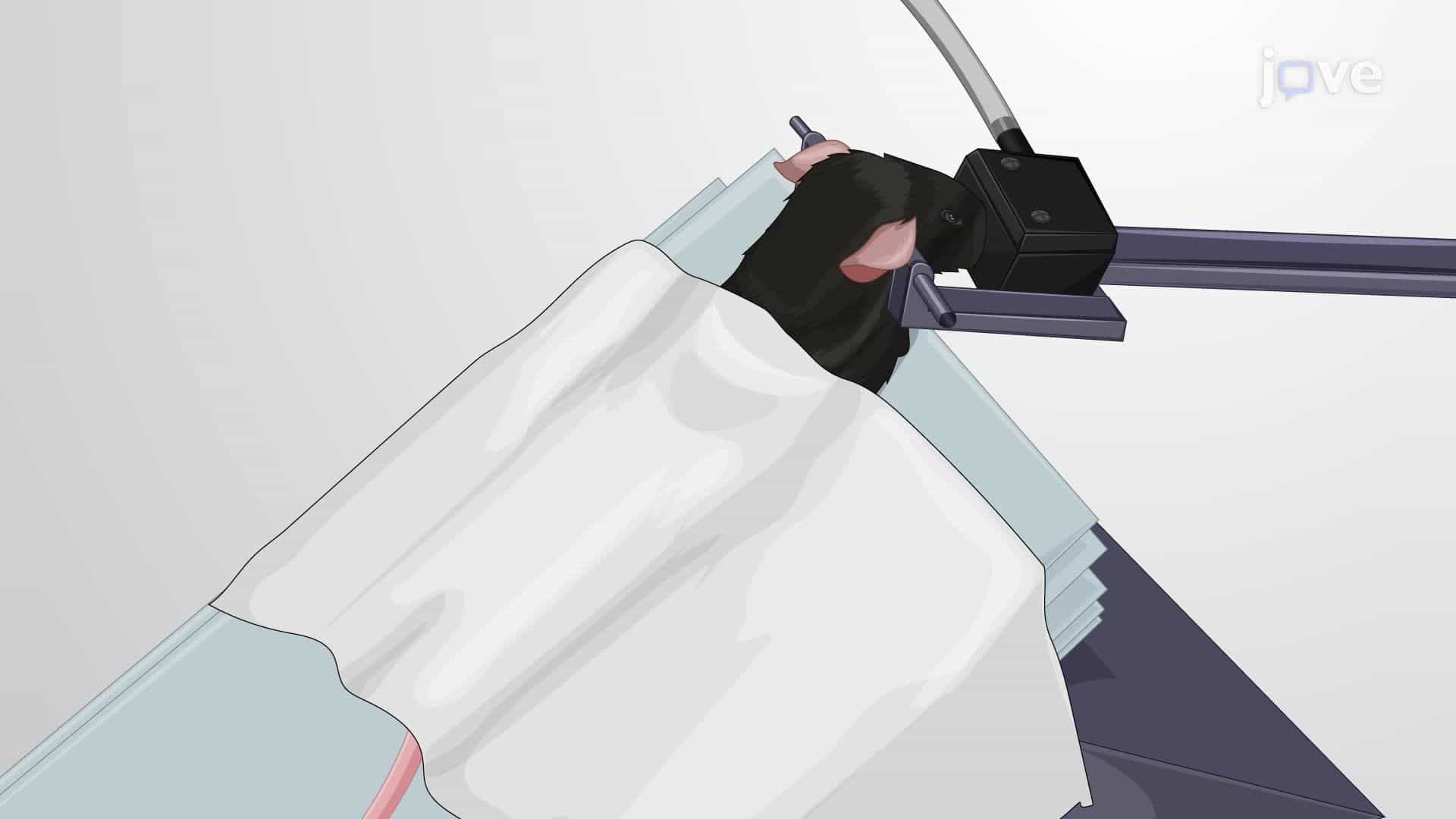 Targeted Drug Delivery in a Mouse Model via Cisterna Magna Injection
