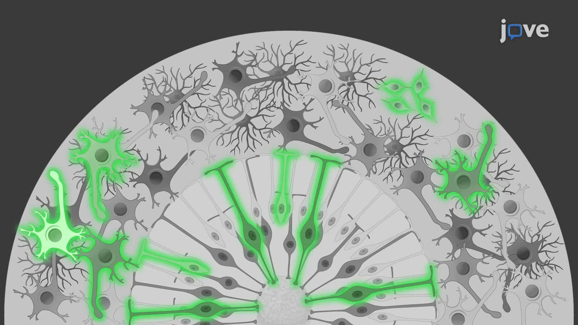 Injection of Fluorescent Neural Progenitor Cells into Human Cerebral Organoids for Transplantation Modeling