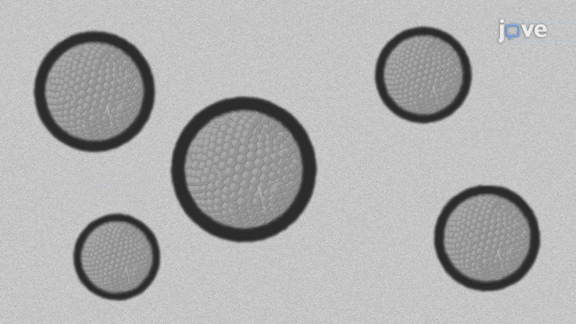 Visualization of Cyanobacterial Extracellular Vesicles Using Transmission Electron Microscopy
