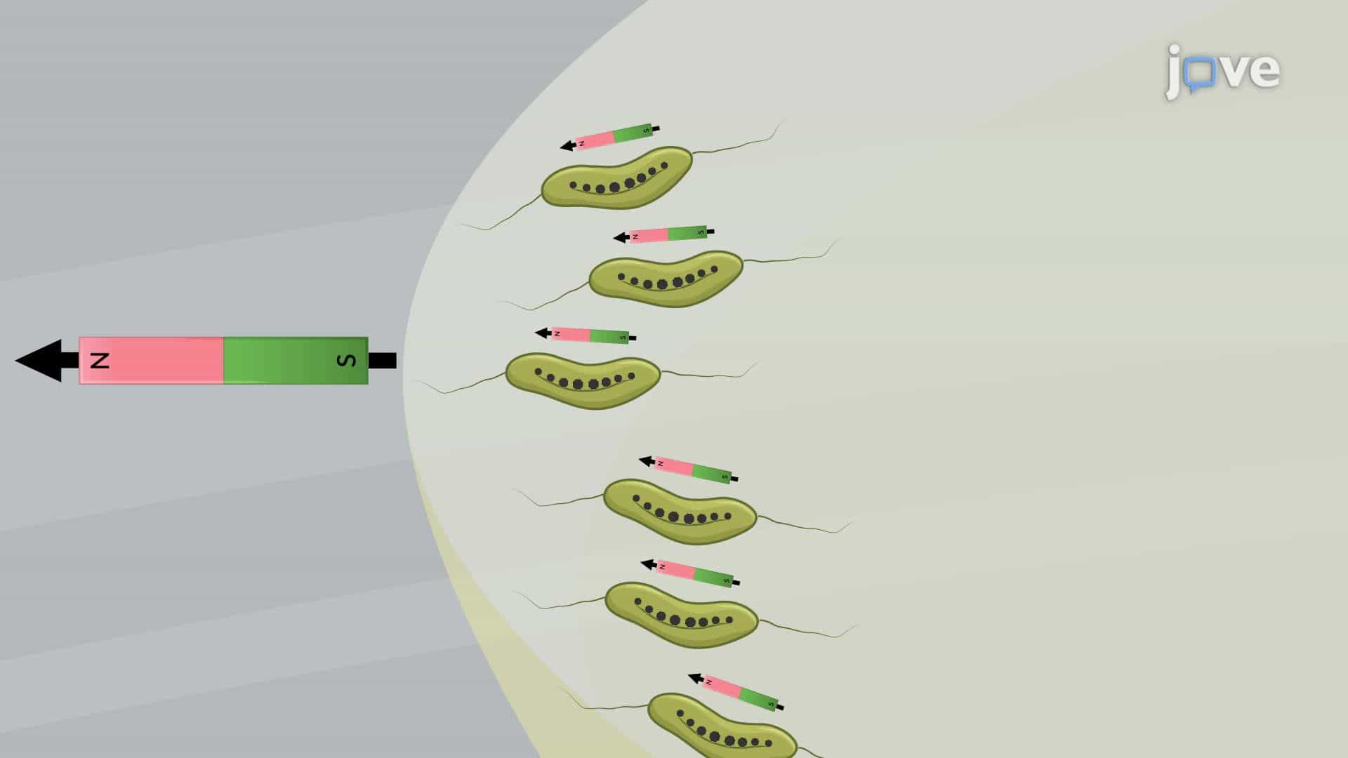 Growing Magnetospirillum Bacteria and Assessing Their Magnetotactic Behavior