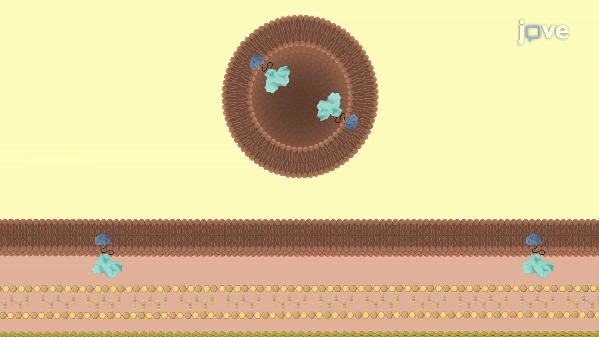 Isolation and Enrichment of Outer Membrane-Derived Extracellular Vesicles from Bacteria