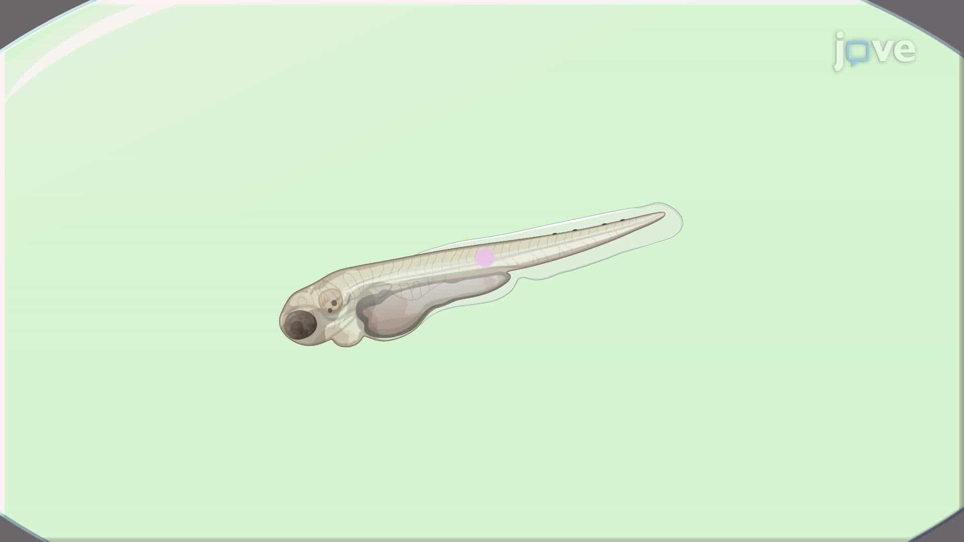 Fluorescence Imaging of Biomaterial-Associated Bacterial Infection in Zebrafish Embryos