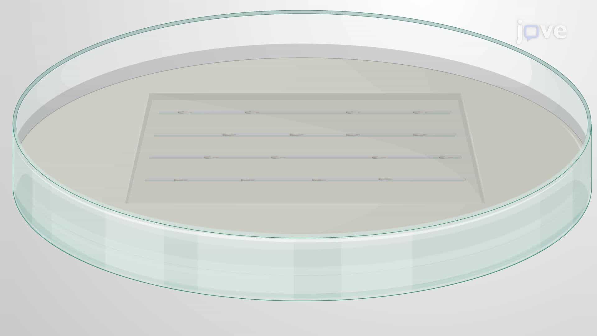 In Vivo Analysis of Implant-Associated Bacterial Infections Using Zebrafish Embryos