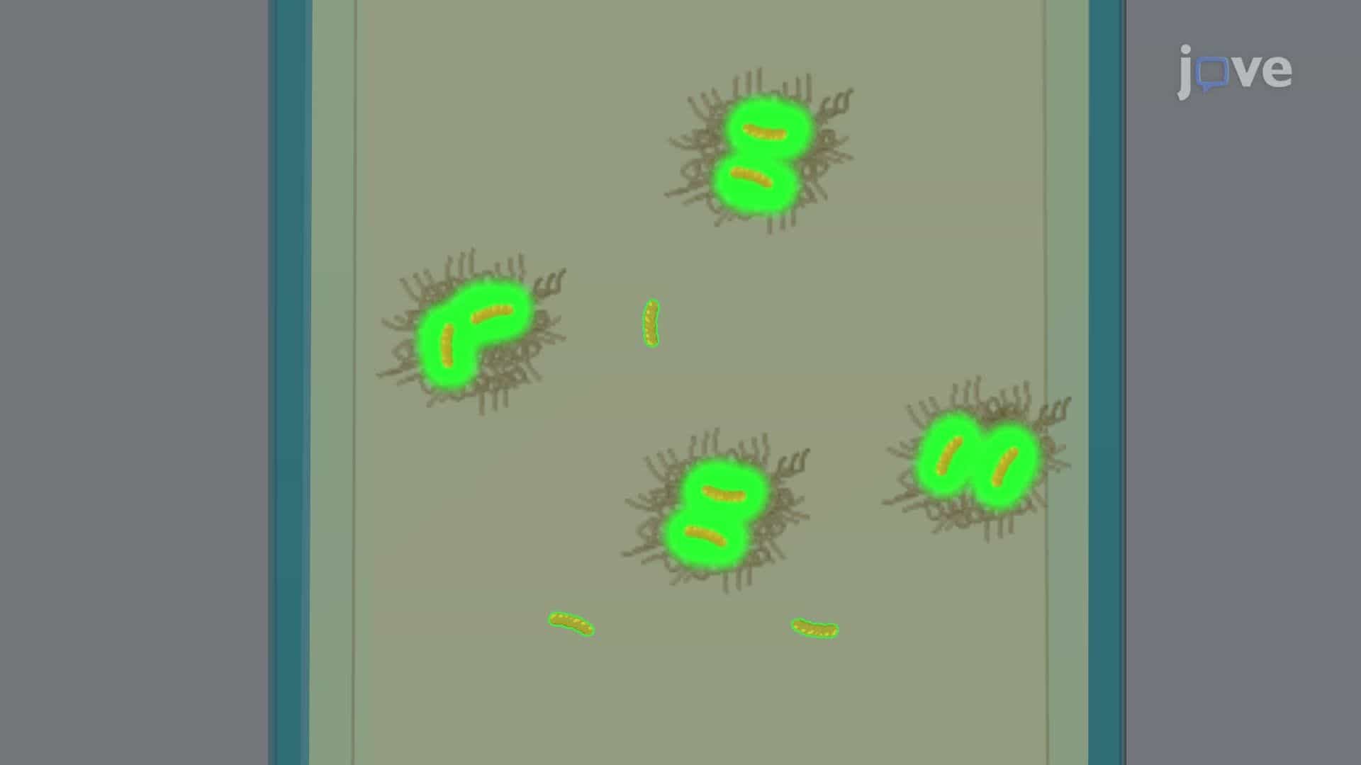 Quantifying Bacterial Infection-Induced Amyloids Using Thioflavin T Fluorescence