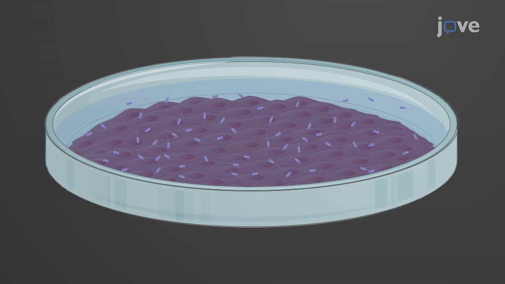 Obtaining Cytotoxic Amyloids Following Bacterial Infection of Rat Pulmonary Endothelial Cells