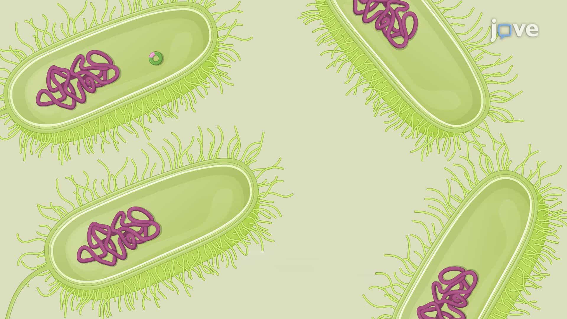 Generating Double-Crossover Recombinants of Pseudomonas aeruginosa for Targeted Gene Deletion