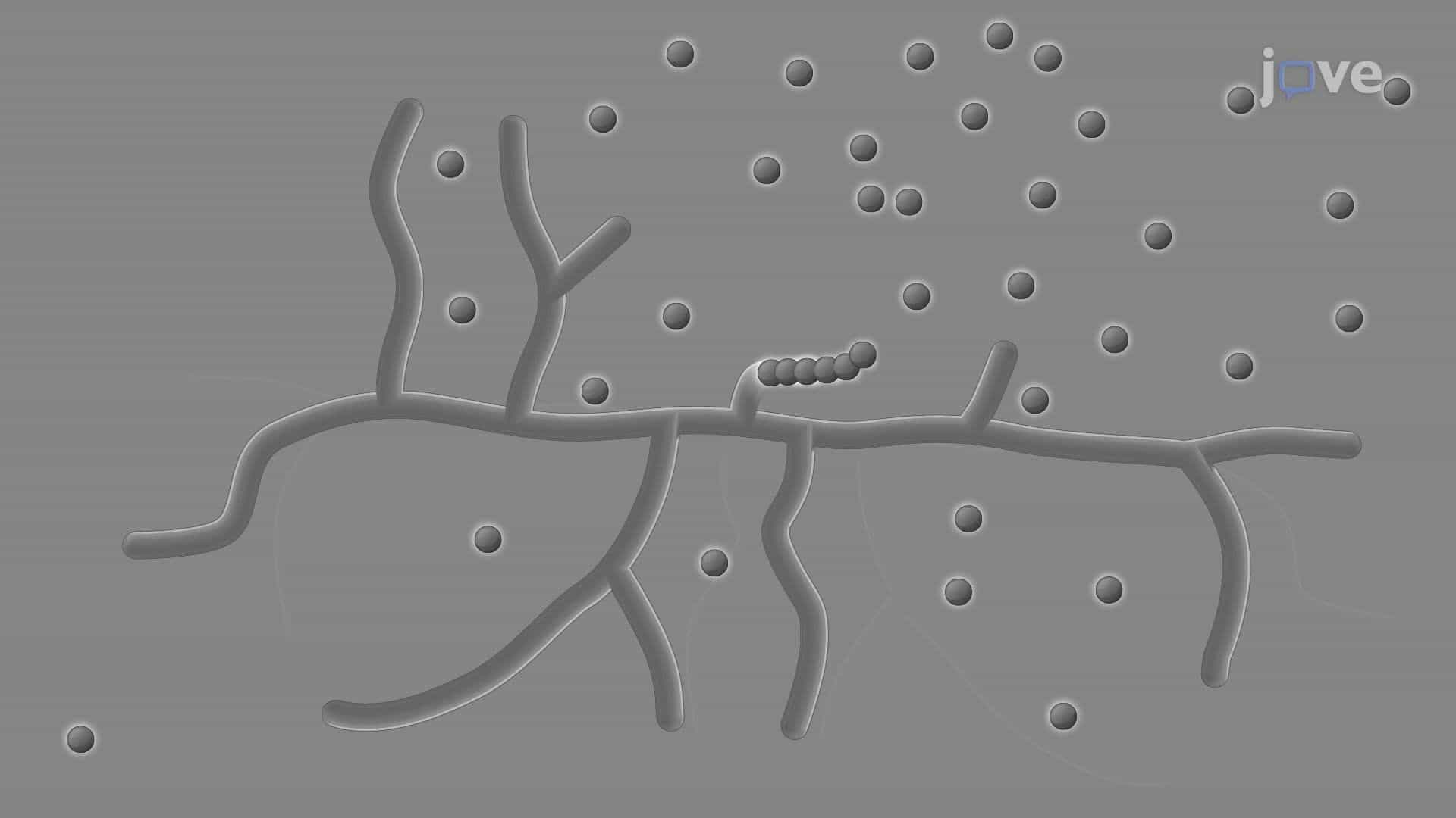 Preparation and Isolation of Streptomyces venezuelae Spores from a Liquid Culture