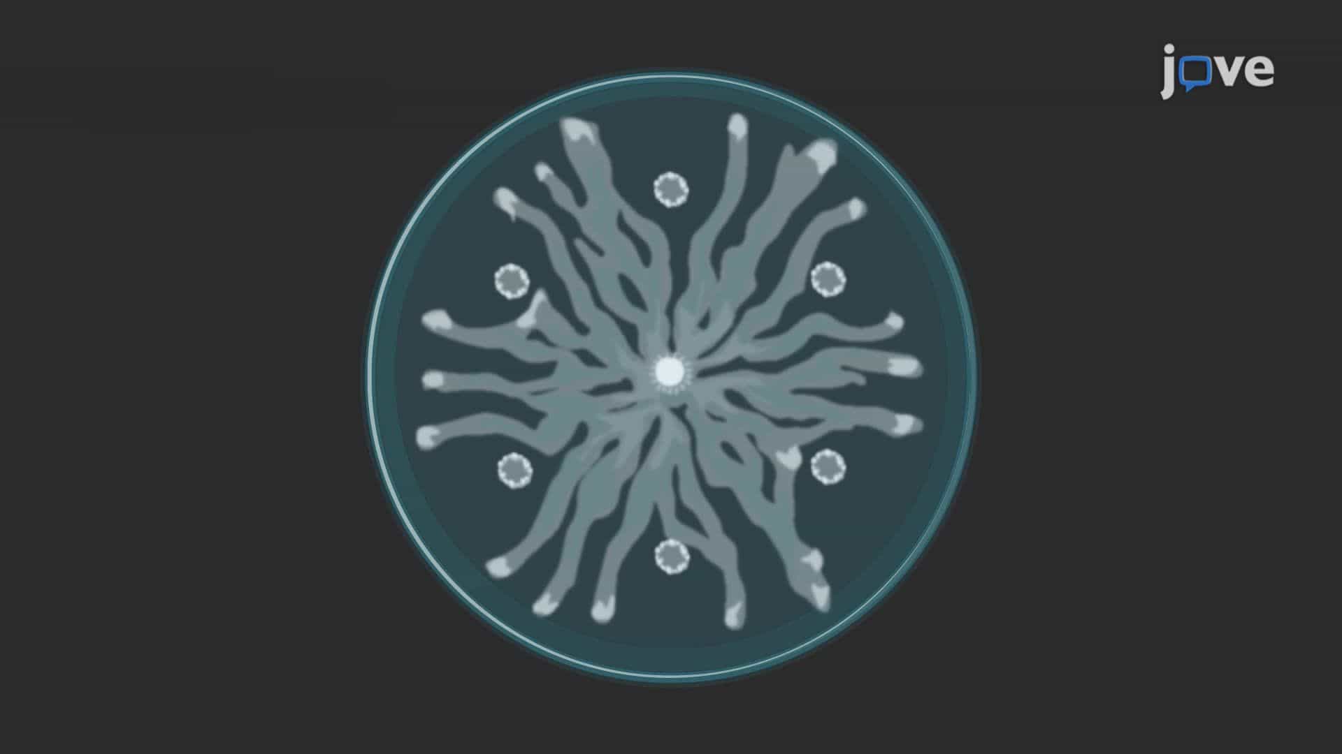 Swarming Behavior of Pseudomonas aeruginosa Under Antibiotic Stress