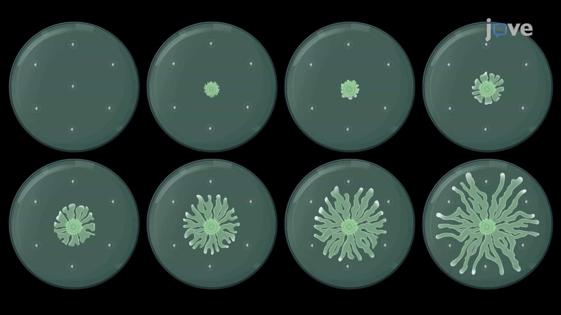 Imaging and Quantifying Swarm Avoidance Responses to Antibiotic Stress in Pseudomonas aeruginosa