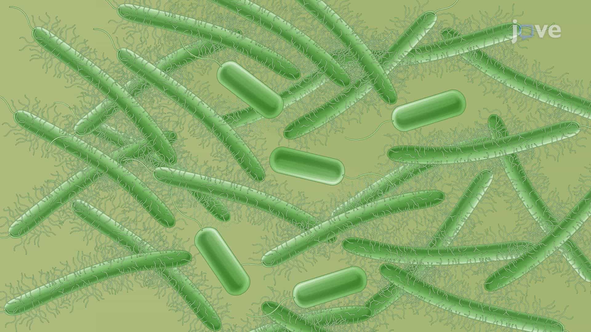Induction of Differentiation of Vibrio parahaemolyticus into Swarmer Cells