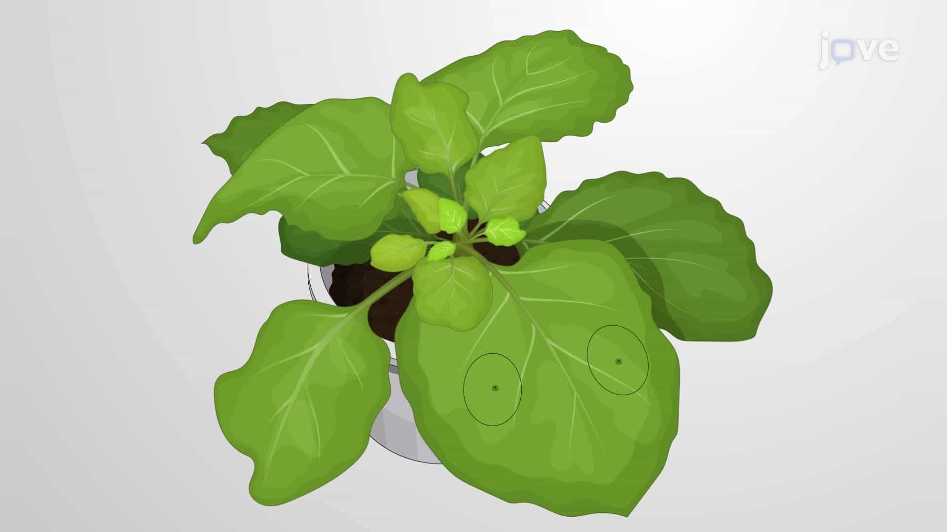 Monitoring Bacterial Infection and Effector Protein Delivery in Plant Cells