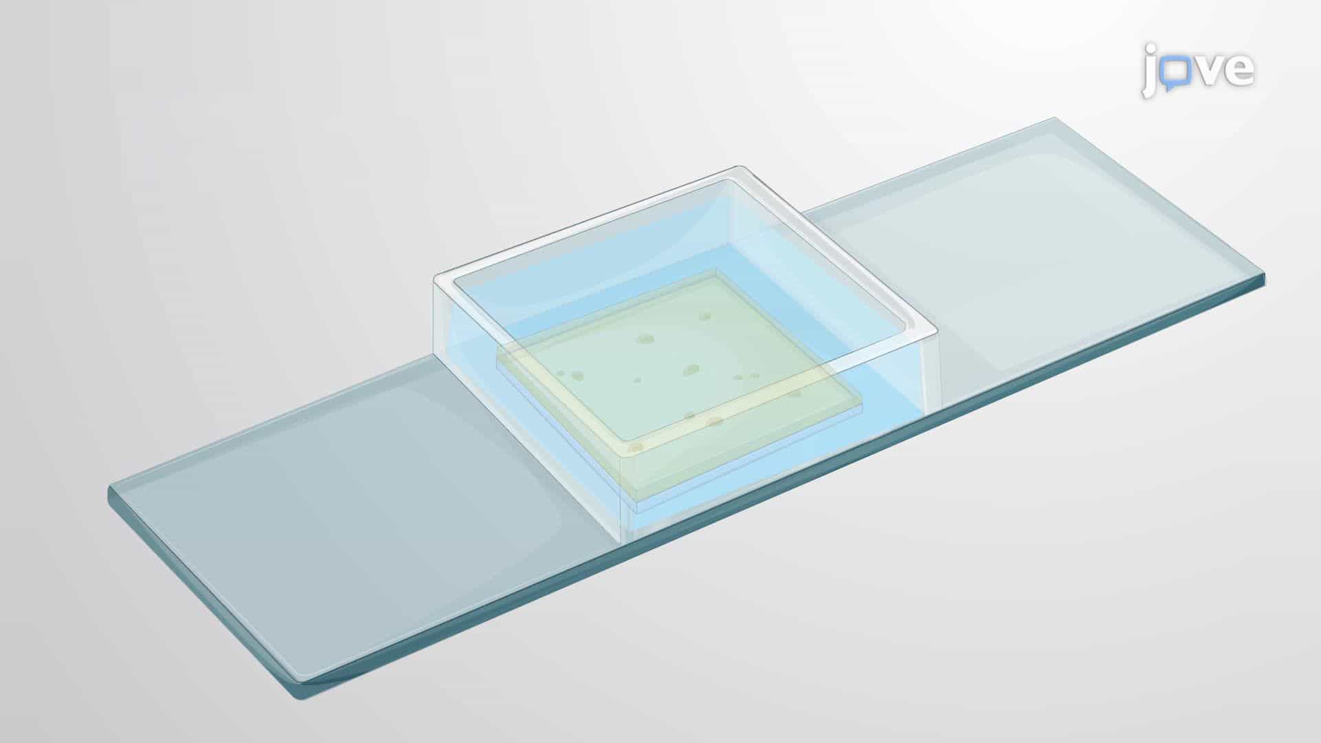 Targeted Bacterial Colony Isolation Using Light-Patterned Hydrogel Degradation