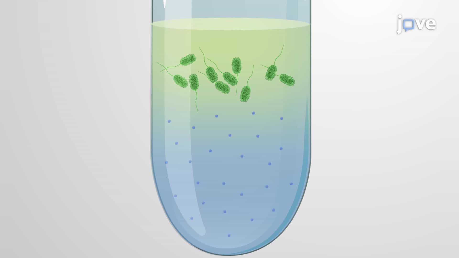 Quantification of Bacterial Alginate Using the Uronic Acid Carbazole Assay