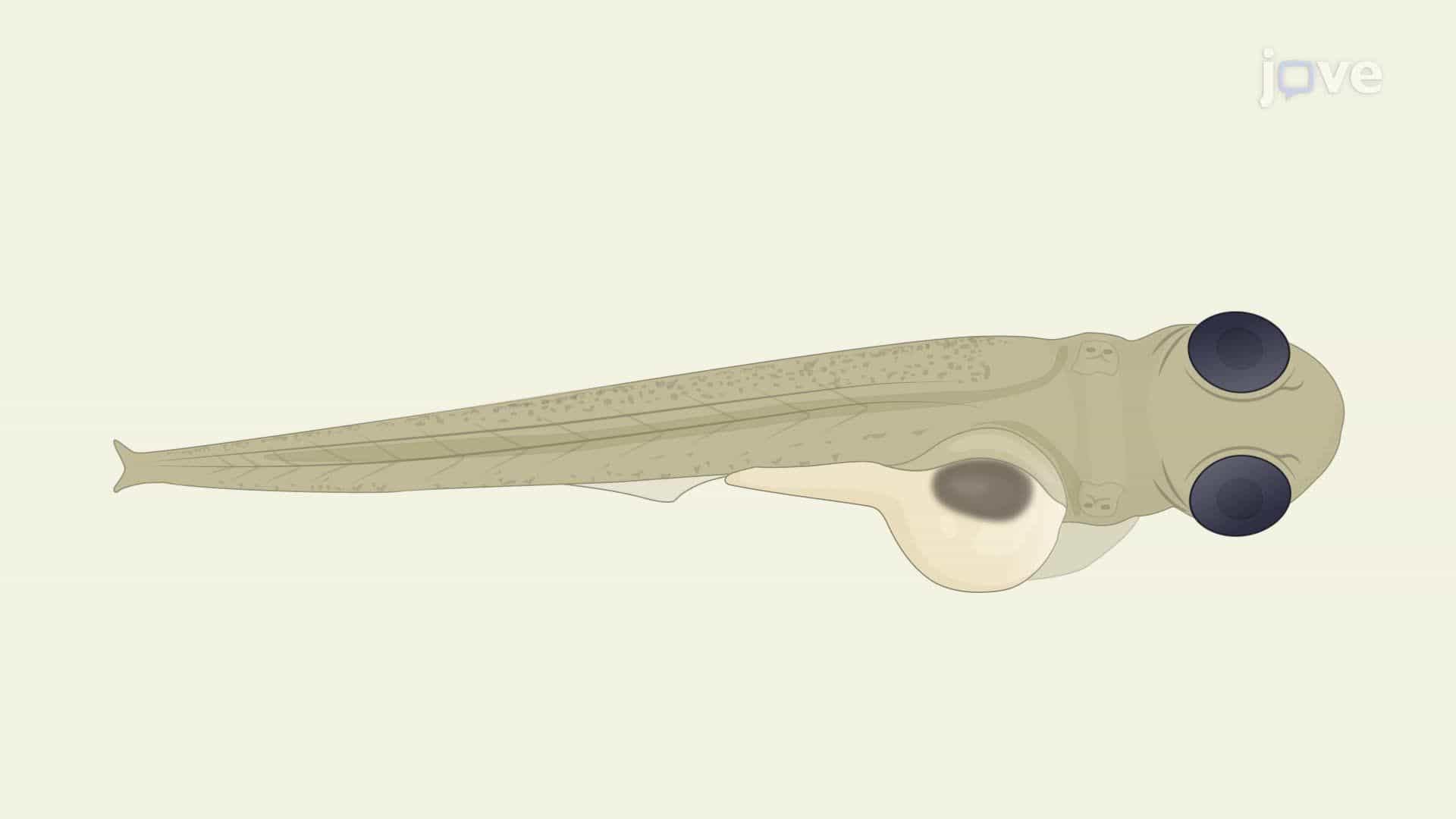 Isolation and Culture of Clostridioides difficile Bacteria from Larval Zebrafish Intestine