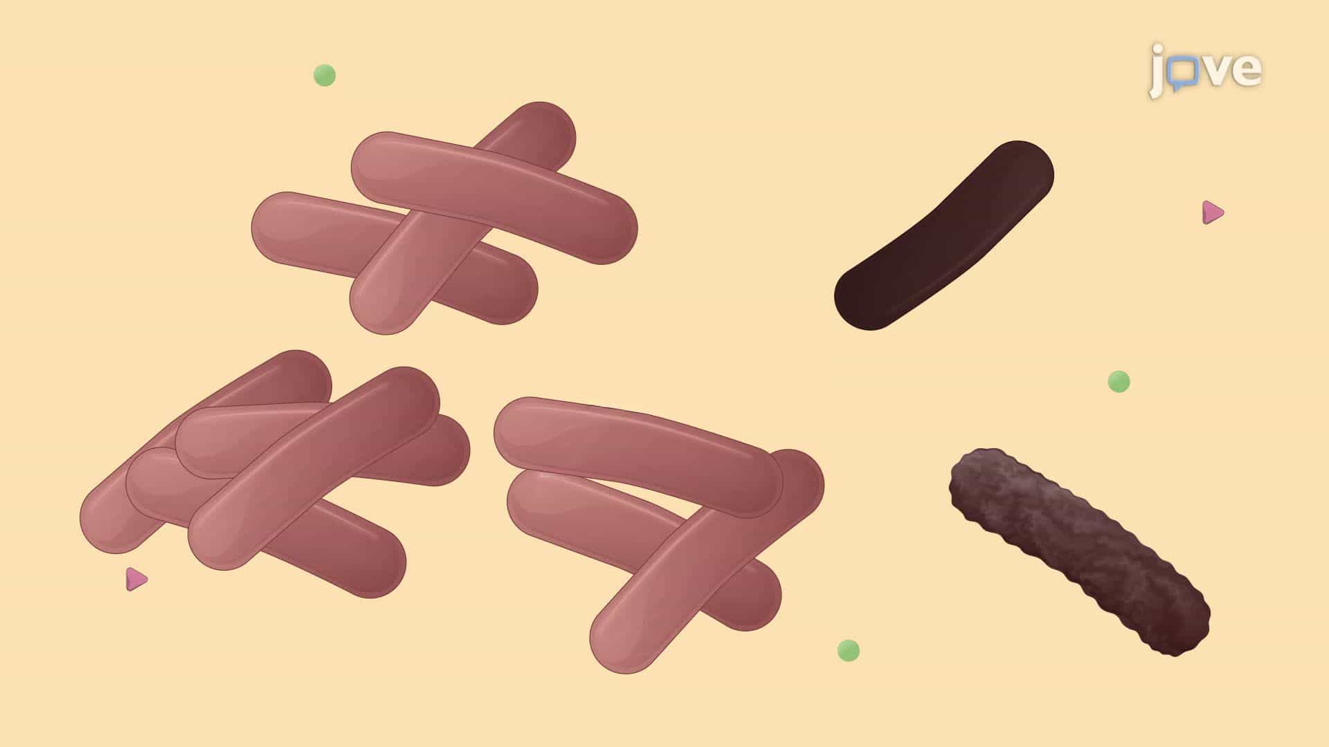 Revival and Growth of Lactic Acid Bacteria