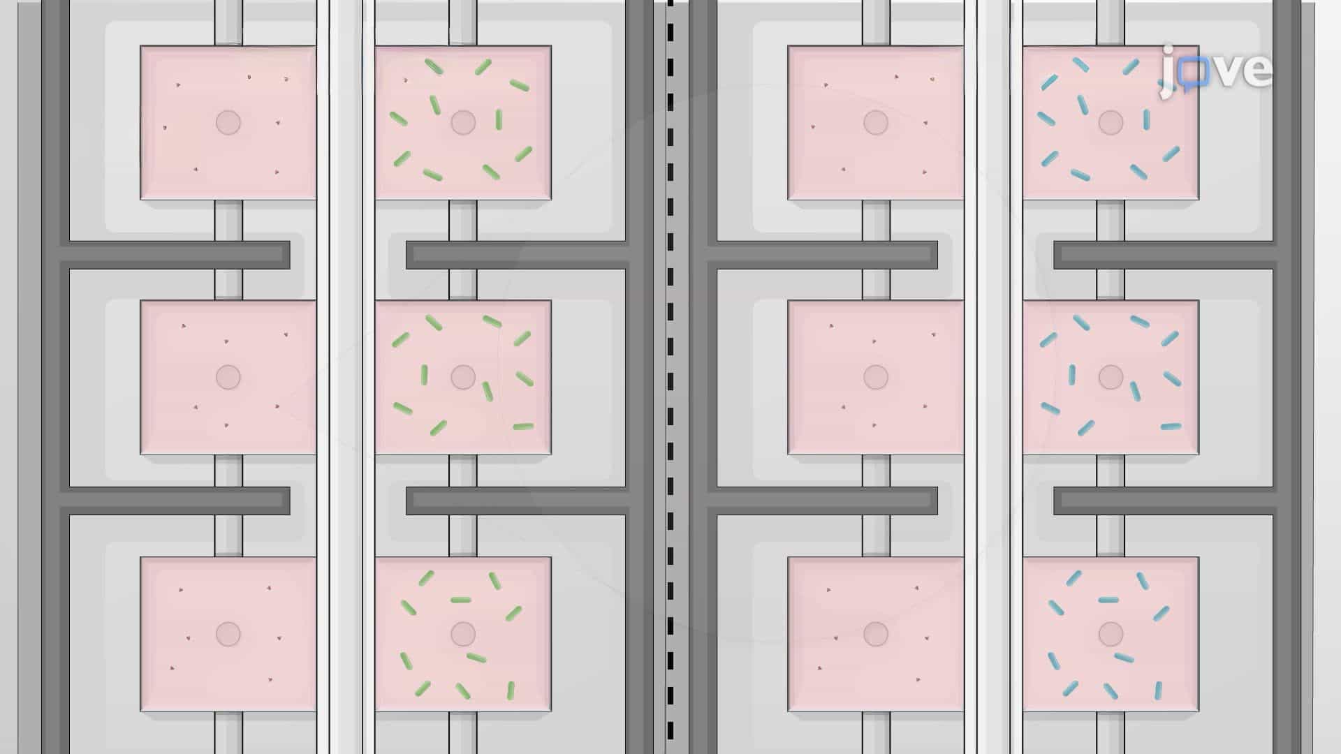 Bacterial Growth on a Microfluidic Chip to Study Antibiotic Drug Resistance