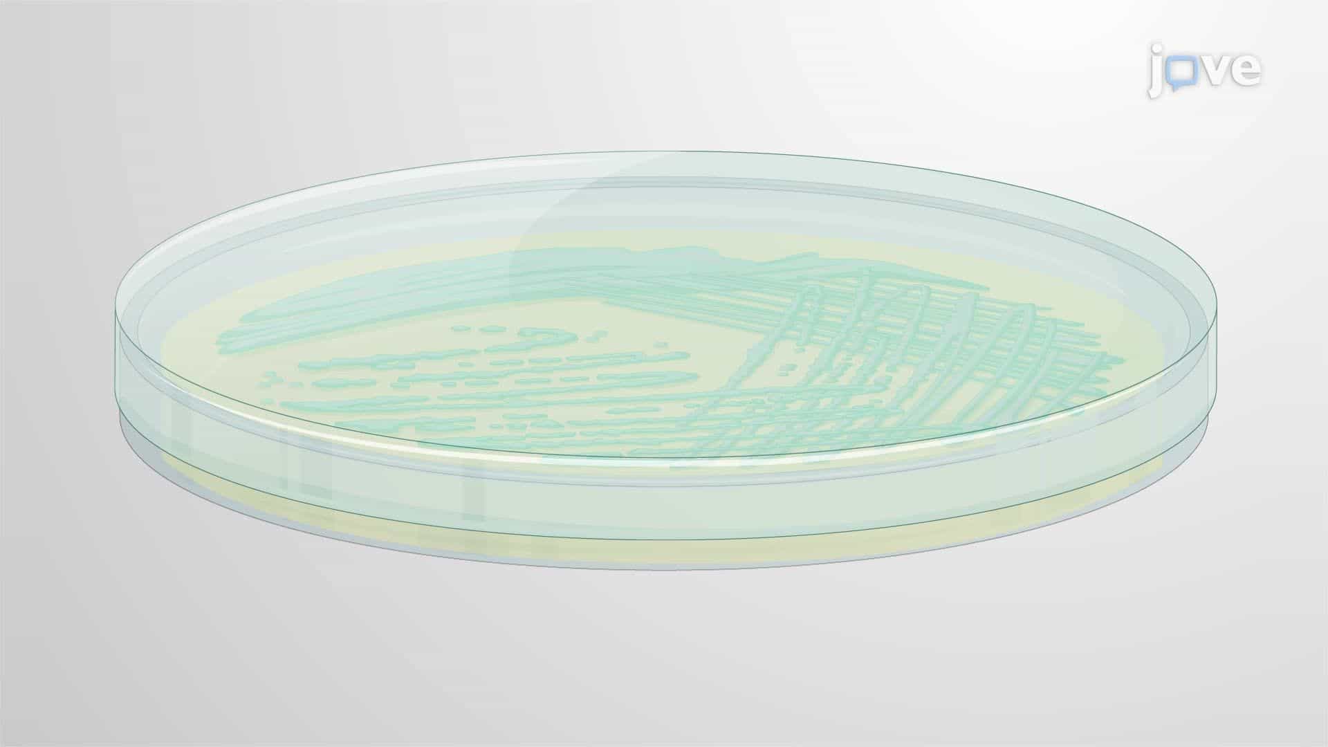 Preparation of Bioluminescent Enterohemorrhagic Escherichia coli Inoculum