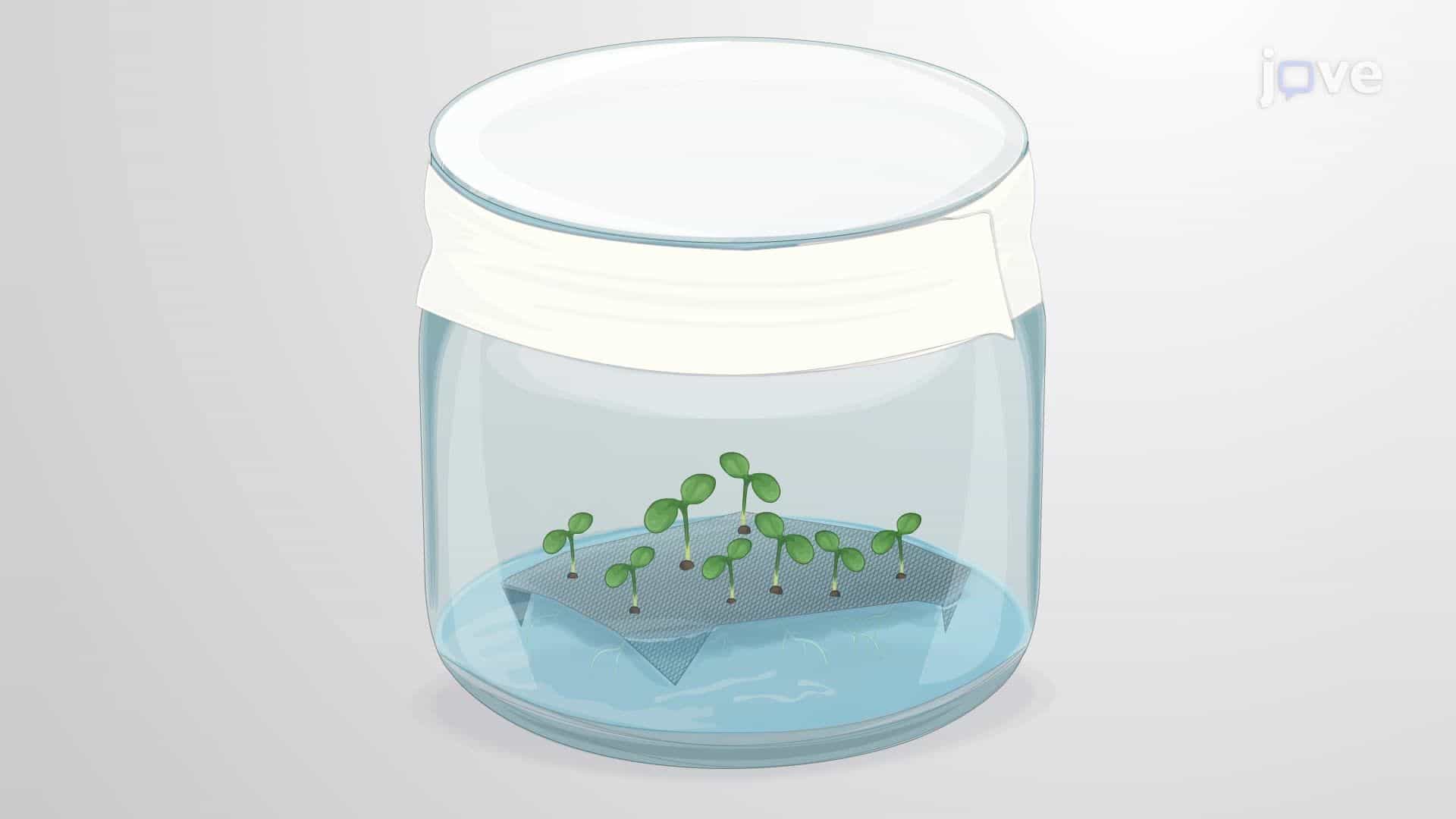 A Co-Cultivation System to Study the Molecular Responses of Plant Hosts and Interacting Bacteria