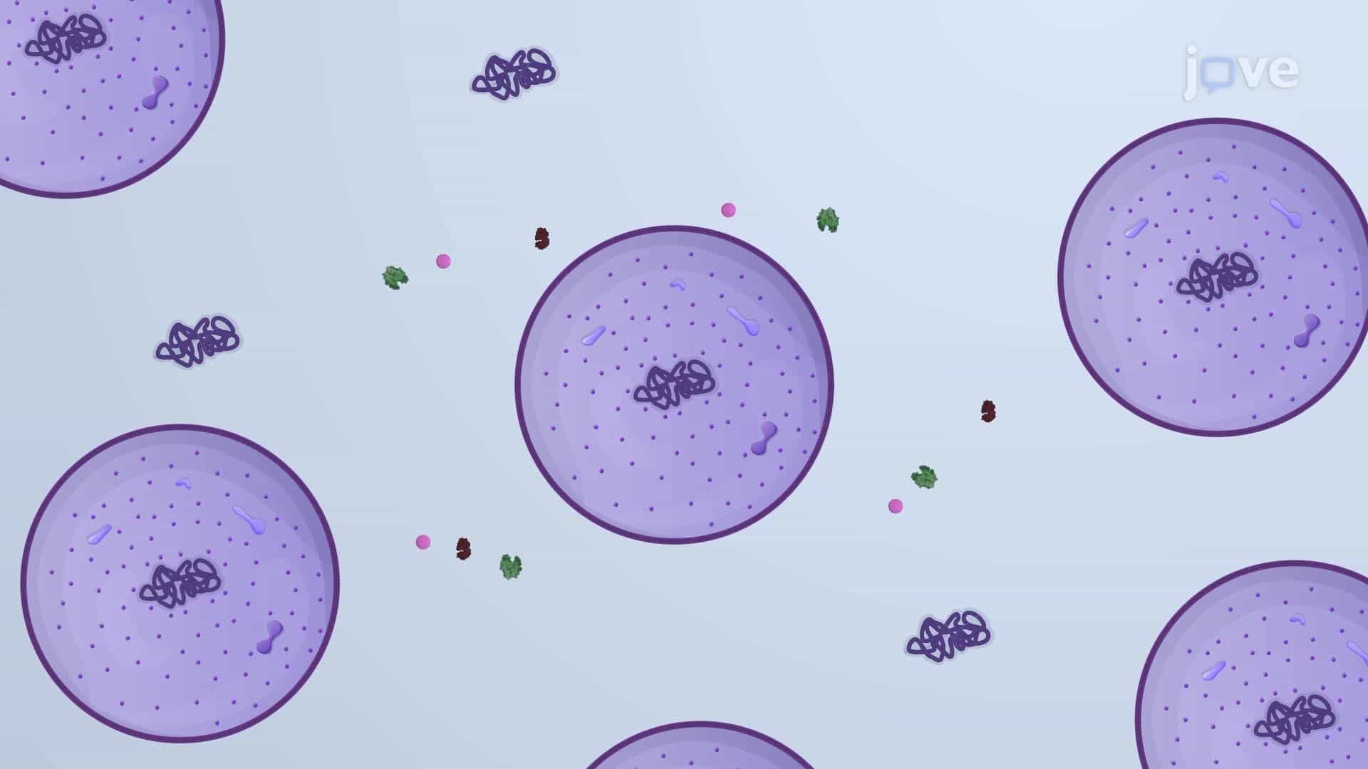 Preparation of E. coli Spheroplasts