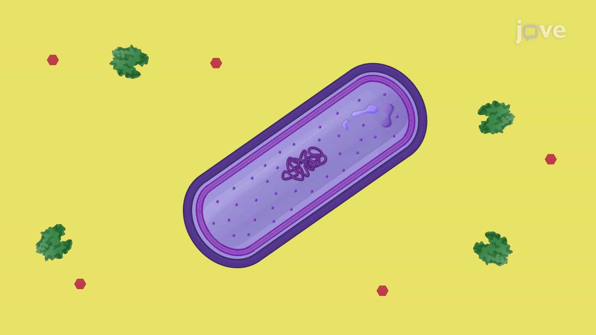Generating Protoplasts from the Gram-Positive Bacterium Bacillus megaterium