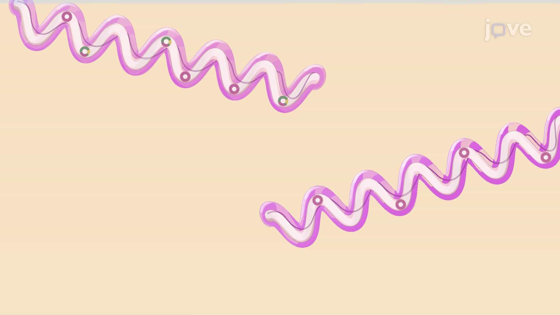 Preparation and Induction of Borrelia burgdorferi Cultures for Viral Particle Production