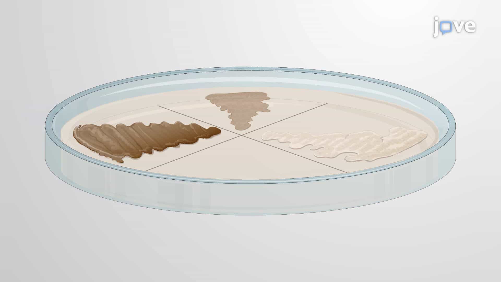 Phenotypic Comparison of Wild-Type and Mutant Strains of Streptomyces coelicolor