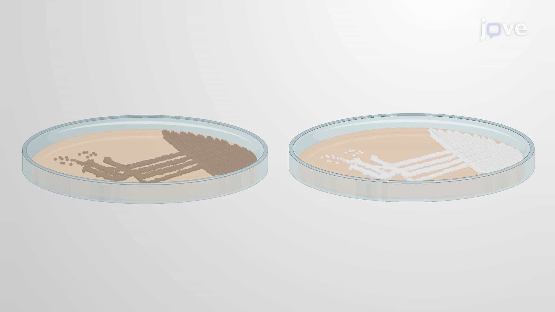 Phase-Contrast Microscopy for Evaluating Developmental Mutants in Streptomyces