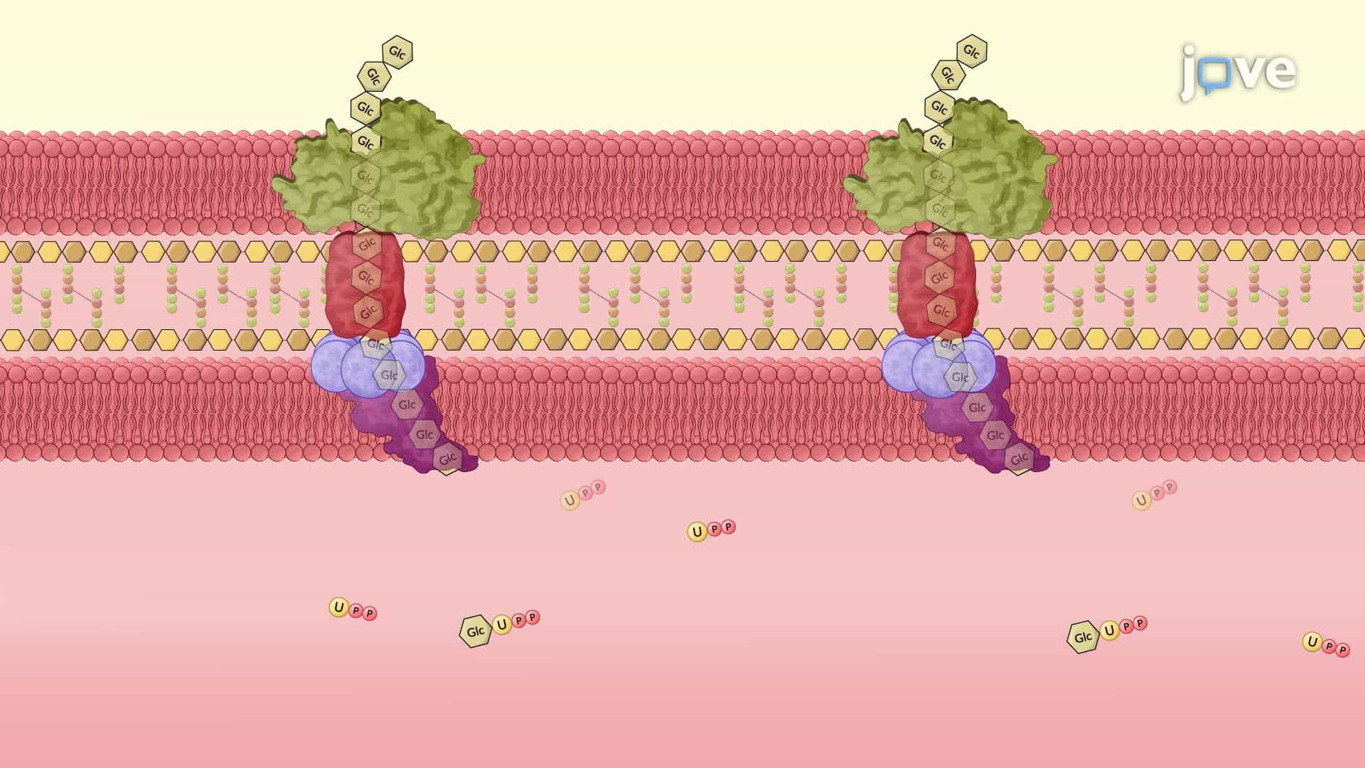 Investigating the Bacterial Response to Ethylene Using an Ethylene-Releasing Compound