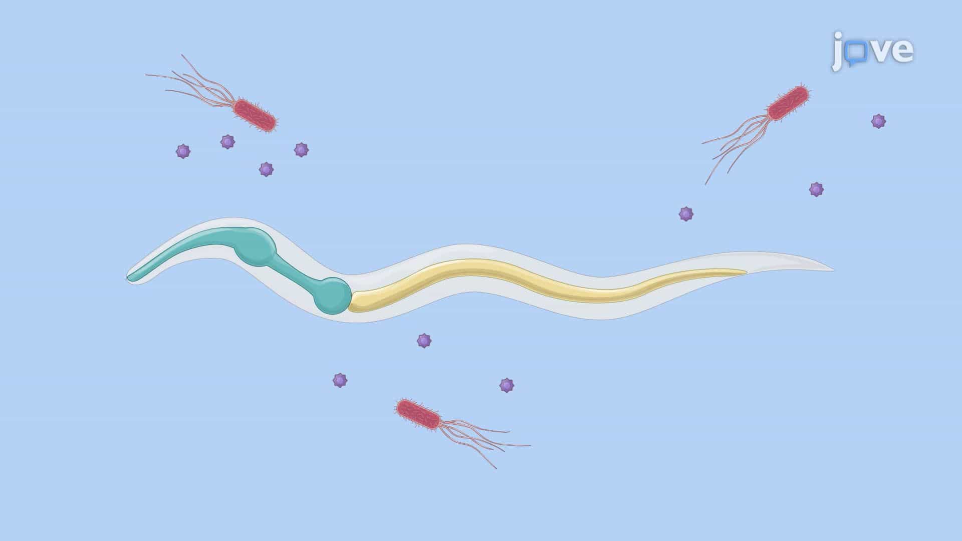 Assessing Pathogenic Bacteria–Induced Mortality in C. elegans Larvae
